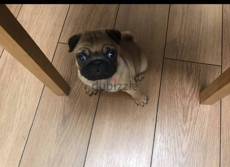 Male Pug puppy for sale . . WhatsApp:‪ +1(484)718‑9164‬ 1