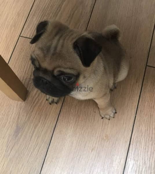 Male Pug puppy for sale . . WhatsApp:‪ +1(484)718‑9164‬ 2