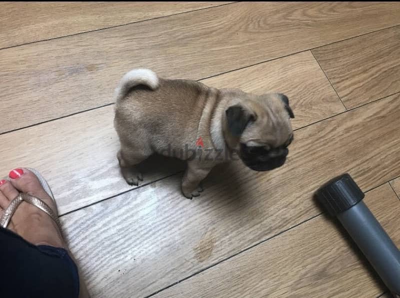 Male Pug puppy for sale . . WhatsApp:‪ +1(484)718‑9164‬ 3