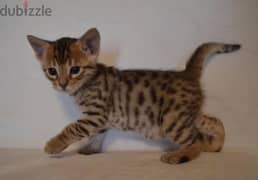 Male Bengal for sale . . WhatsApp:‪ +1(484)718‑9164‬
