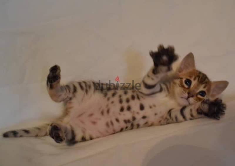 Male Bengal for sale . . WhatsApp:‪ +1(484)718‑9164‬ 3