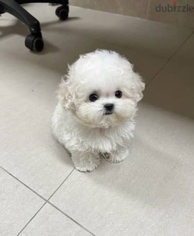 White Poodle Female puppy . . WhatsApp:‪ +1(484)718‑9164‬