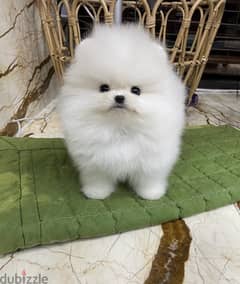 White Male Poms puppy . . WhatsApp:‪ +1(484)718‑9164‬