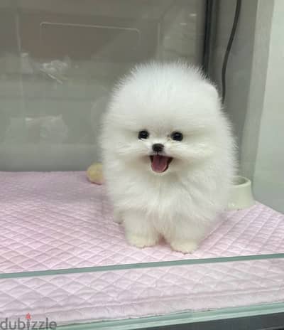 White Female Poms puppy . . WhatsApp:‪ +1(484)718‑9164‬