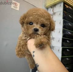 Friendly  poodle puppy for sale . . WhatsApp:‪ +1(484)718‑9164‬
