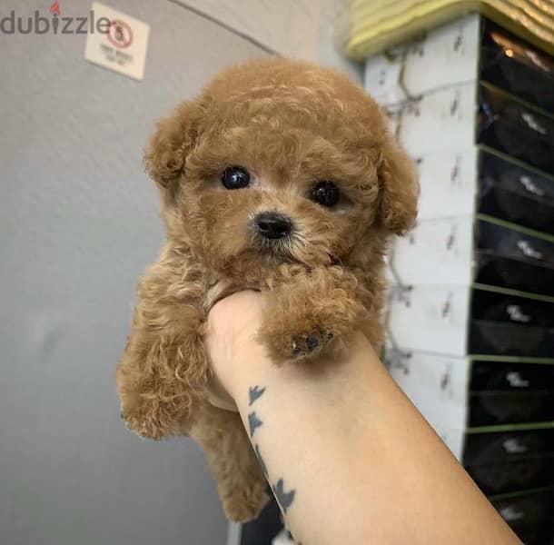 Friendly  poodle puppy for sale . . WhatsApp:‪ +1(484)718‑9164‬ 0