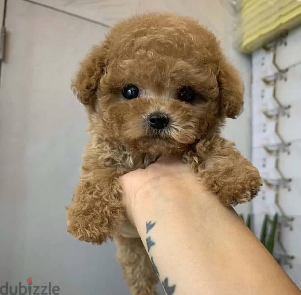 Friendly  poodle puppy for sale . . WhatsApp:‪ +1(484)718‑9164‬ 1