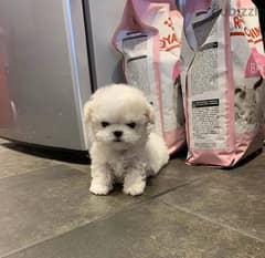 Tcup Playful Poodle puppy . . WhatsApp:‪ +1(484)718‑9164‬