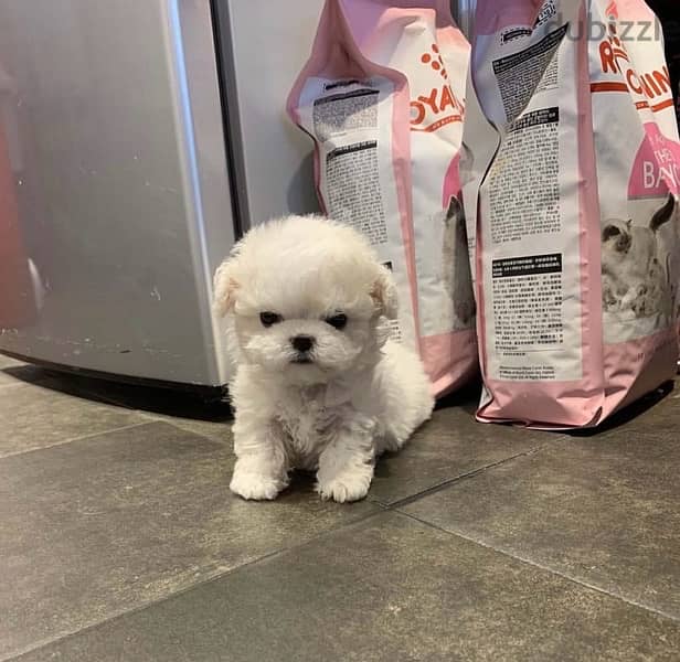 Tcup Playful Poodle puppy . . WhatsApp:‪ +1(484)718‑9164‬ 0