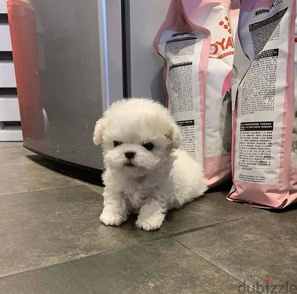 Tcup Playful Poodle puppy . . WhatsApp:‪ +1(484)718‑9164‬ 1