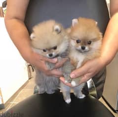 Male and female Poms puppy . . WhatsApp:‪ +1(484)718‑9164‬
