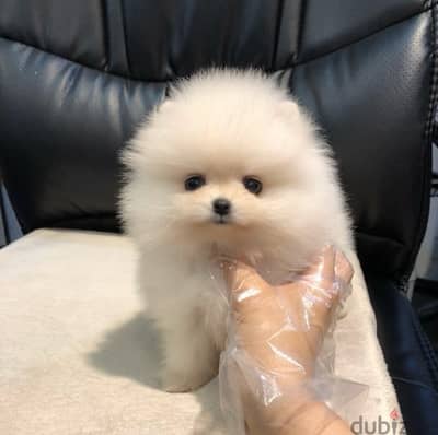 Home Raise Poms puppy for sale . . WhatsApp:‪ +1(484)718‑9164‬