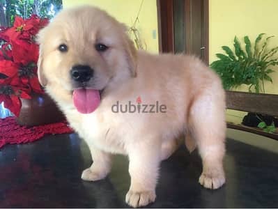 Home trained  Golden retriever  puppy . . WhatsApp:‪ +1(484)718‑9164‬