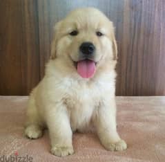 Trained Golden retriever  puppy . . WhatsApp:‪ +1(484)718‑9164‬