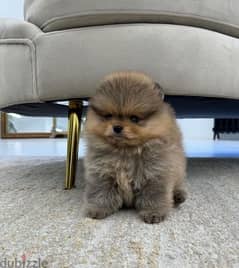 Home Trained Poms puppy . . WhatsApp:‪ +1(484)718‑9164‬