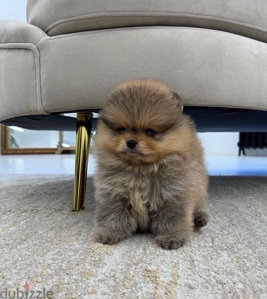 Home Trained Poms puppy . . WhatsApp:‪ +1(484)718‑9164‬ 0