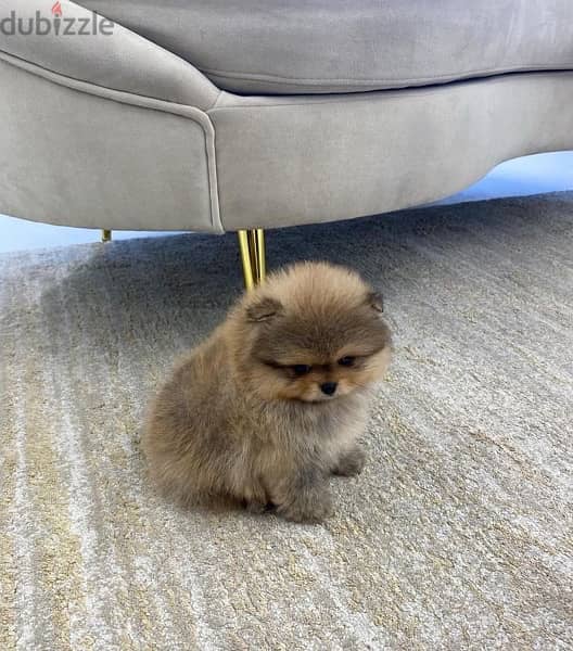 Home Trained Poms puppy . . WhatsApp:‪ +1(484)718‑9164‬ 1