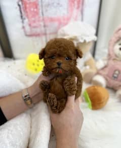 Trained Poodle puppy . . WhatsApp:‪ +1(484)718‑9164‬