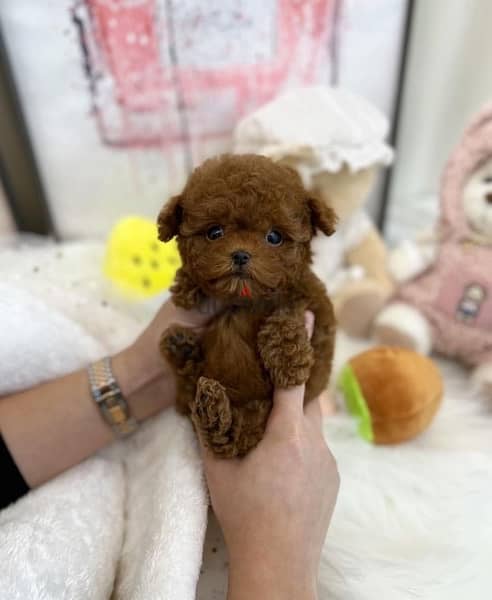 Trained Poodle puppy . . WhatsApp:‪ +1(484)718‑9164‬ 0