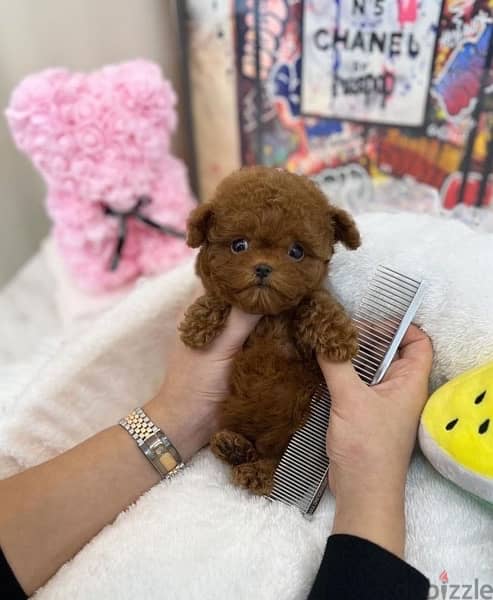 Trained Poodle puppy . . WhatsApp:‪ +1(484)718‑9164‬ 1