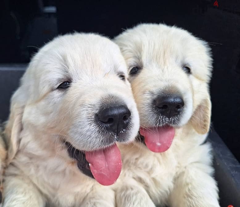 Toilet trained Golden Retriever puppies 0