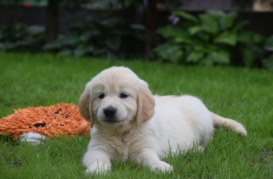 Toilet trained Golden Retriever puppies 2