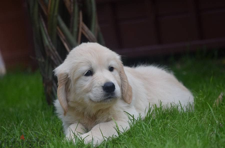 Toilet trained Golden Retriever puppies 3