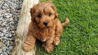 Whatsapp +4917629216066 max Toy poodle puppy for sale