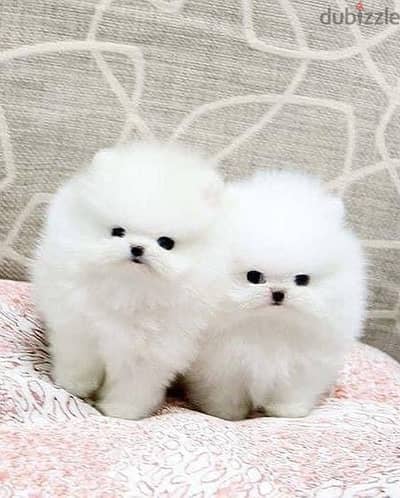 SWEET TEACUP POMERANIAN PUPPIES READY