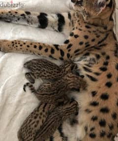 African Serval kittens for sale