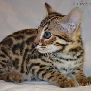 Beautiful bengal Kittens Whatsapp +16086760582