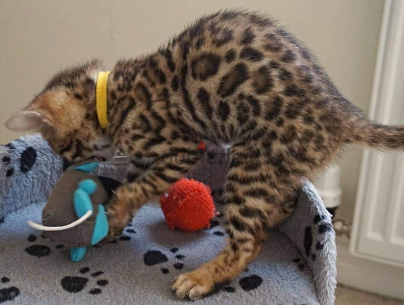 Beautiful bengal Kittens 2