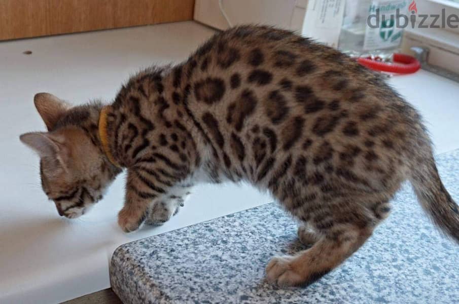 Beautiful bengal Kittens 3