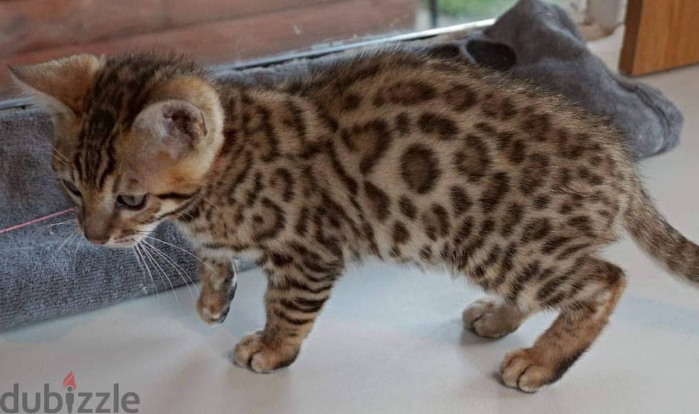 Beautiful bengal Kittens 4