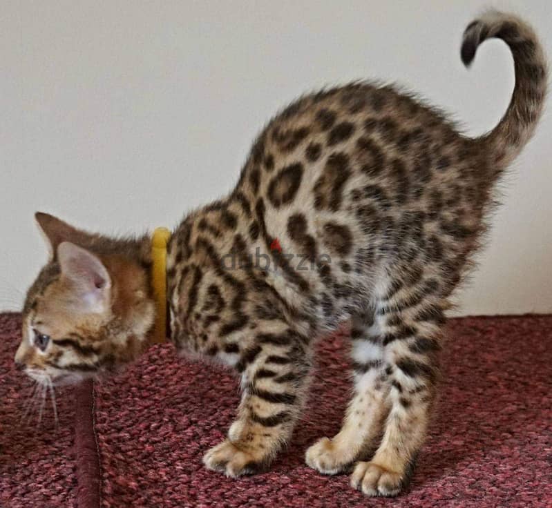 Beautiful bengal Kittens 5