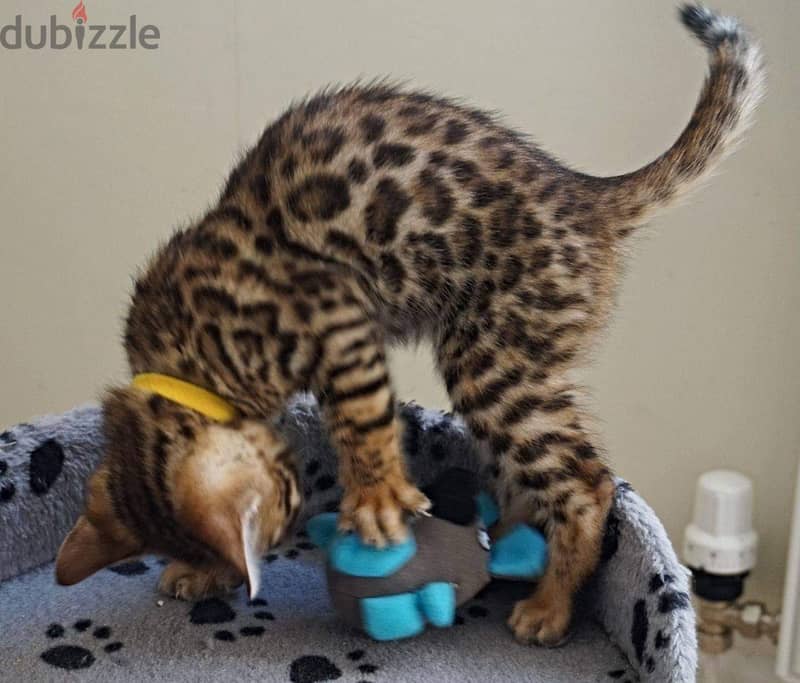 Beautiful bengal Kittens 6