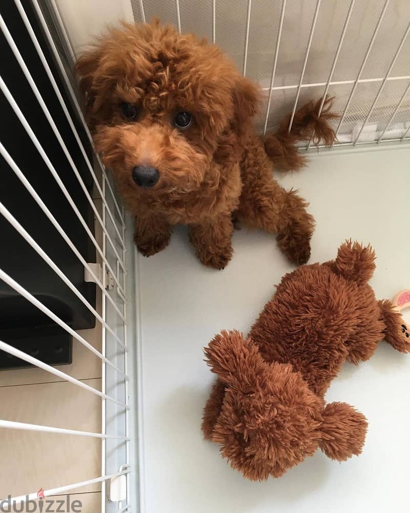 Beautiful Toy Poodle puppies males and females available for Adoption 0