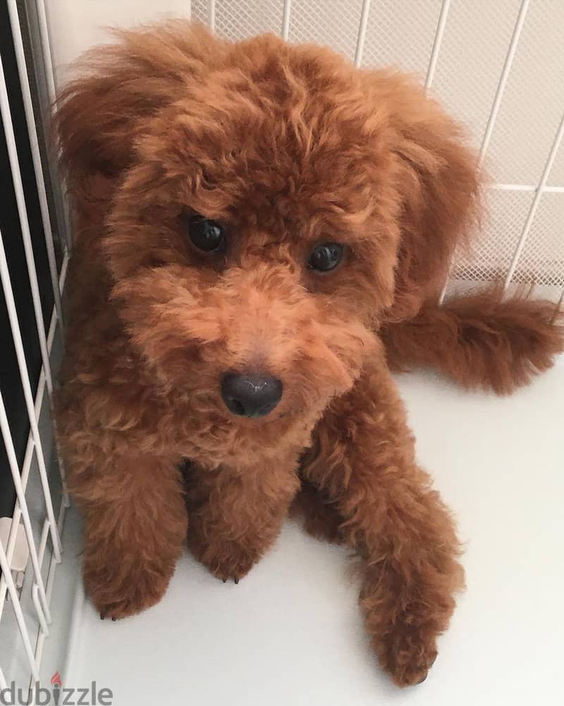 Beautiful Toy Poodle puppies males and females available for Adoption 1