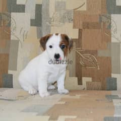 Jack Russell  Puppy