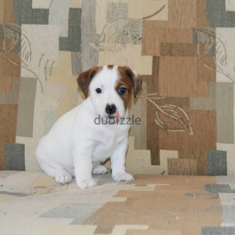 Jack Russell  Puppy 0