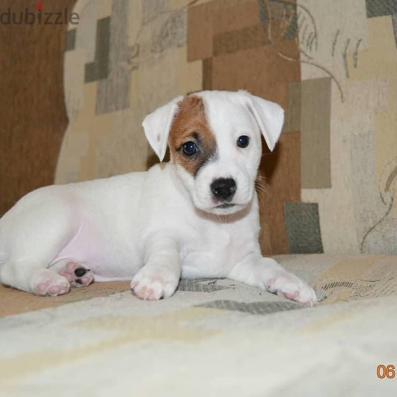 Jack Russell  Puppy 1