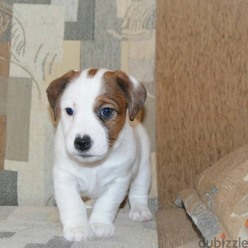 Jack Russell  Puppy 2