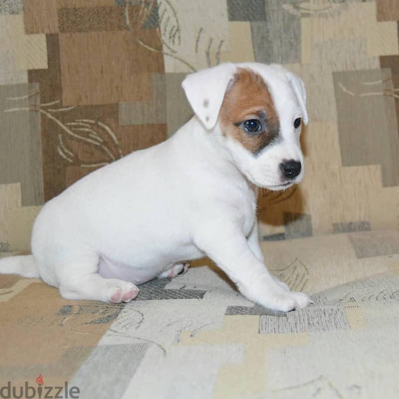 Jack Russell  Puppy 3