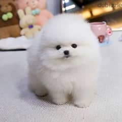 High Quality White Pomeranian Puppies Male and Female for Adoption. 0