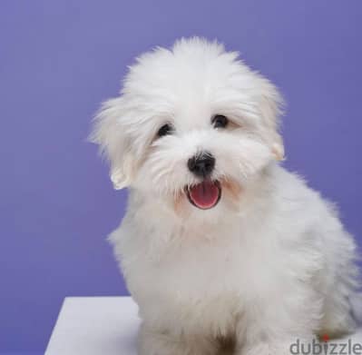 Coton de Tulear Puppy