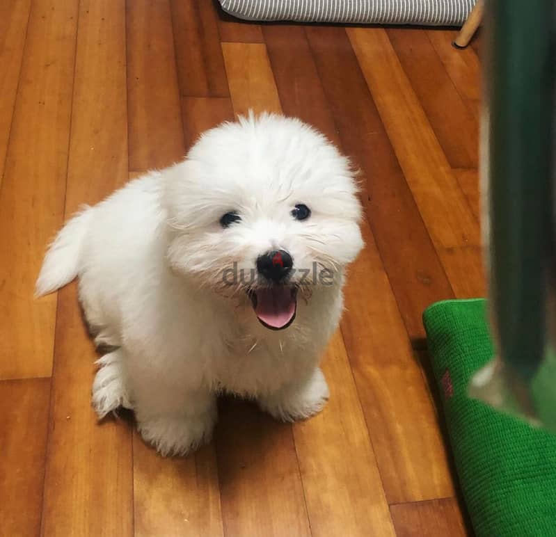 Coton de Tulear Puppy 1