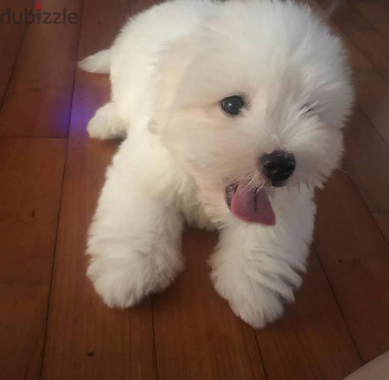 Coton de Tulear Puppy 2