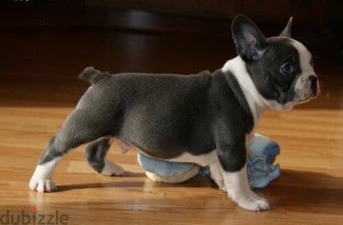 French Bull Dog 1