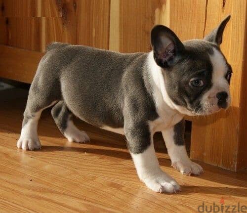 French Bull Dog 2