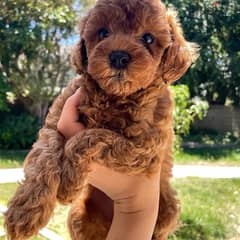 Whatsapp me +4917629216066 M Toy poodle puppies for sale
